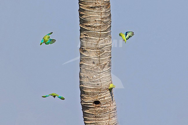 Turquoise-winged Parrotlet (Forpus spengeli) in Colombia. stock-image by Agami/Pete Morris,