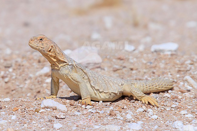 Egyptian Mastigure (Uromastyx aegyptia microlepis) taken the 03/03/2023 at Thumrait - Oman. stock-image by Agami/Nicolas Bastide,