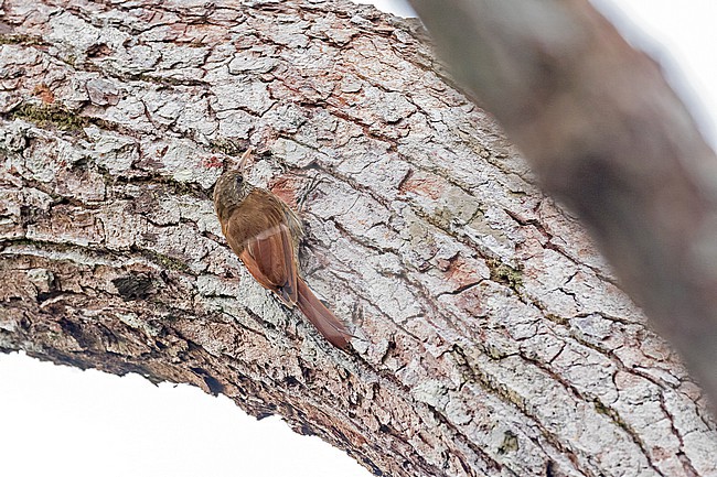 Duida Woodcreeper (Lepidocolaptes duidae) in Amazonian Peru. stock-image by Agami/Pete Morris,