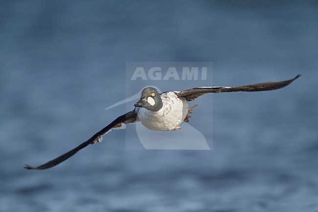 Common Goldeneye (Bucephala clangula) flying in Churchill, Manitoba, Canada. stock-image by Agami/Glenn Bartley,