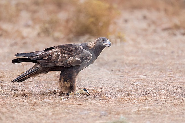 Adult
Santa Barbara Co., CA
November 2023 stock-image by Agami/Brian E Small,