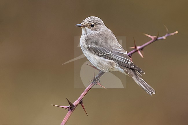 Spotted Flycatcher, Muscicapa striata, in Italy. stock-image by Agami/Daniele Occhiato,