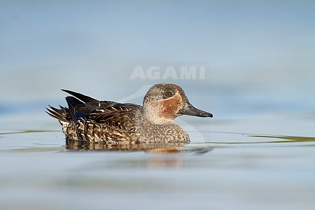 Wintertaling in eclipse kleed; Eurasian Teal in eclise plumage; stock-image by Agami/Walter Soestbergen,