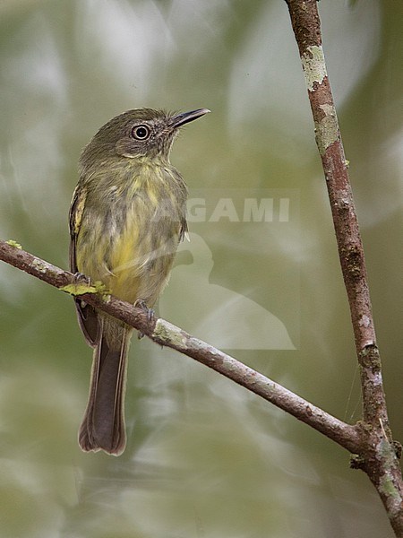 White-eyed Tody-Tyrant (Hemitriccus zosterops zosterops) at Manaus, Brazil. stock-image by Agami/Tom Friedel,
