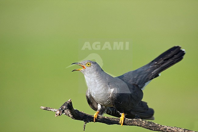  stock-image by Agami/Bence Mate,
