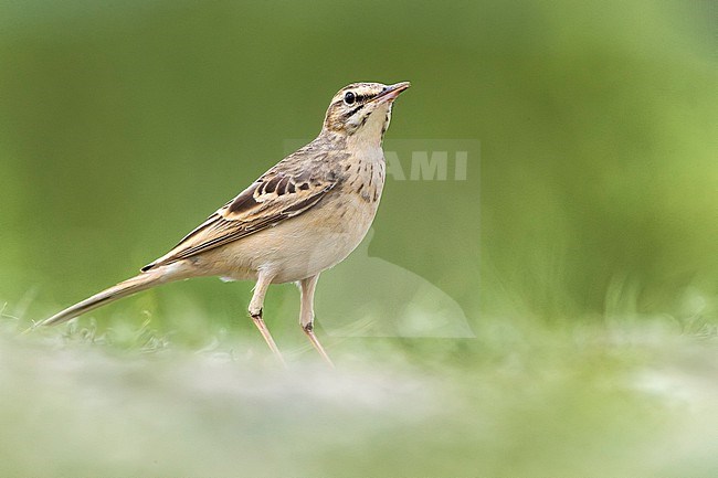 Tawny Pipit (Anthus campestris) in Italy. stock-image by Agami/Daniele Occhiato,