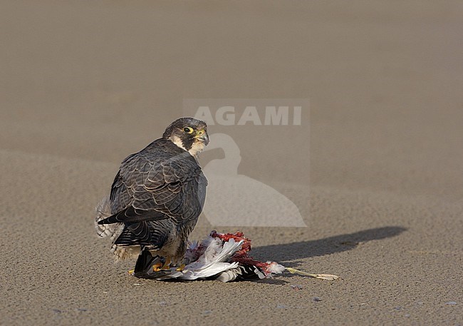 Slechtvalk etend van prooi op het strand; Peregrine Falcon (Falco peregrinus) eating from prey on the beach stock-image by Agami/Arie Ouwerkerk,