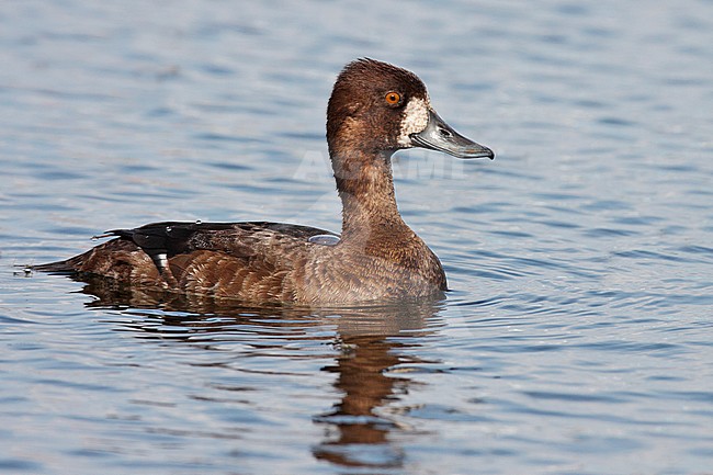Adult female
Anchorage, AK 
May 2009 stock-image by Agami/Brian E Small,