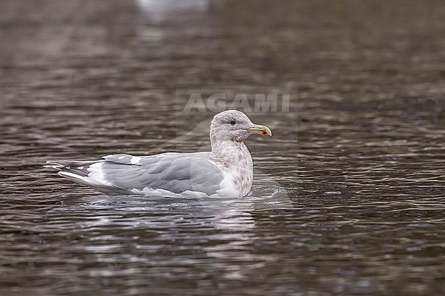 Adult winter Glaucous-winged Gull
(Larus glaucescens) swimming in Arhus, Jutland, Denmark. stock-image by Agami/Vincent Legrand,