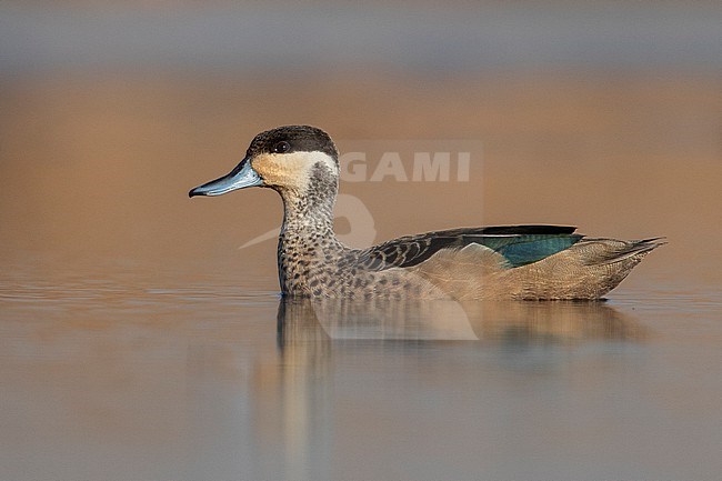 Blue-billed Teal (Spatula hottentota) at Johannesburg, South Africa.   Once called the Hottentot Teal. stock-image by Agami/Tom Friedel,