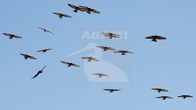 Groep Alpenkauwen in de vlucht; Flock of Alpine Choughs in flight stock-image by Agami/Markus Varesvuo,