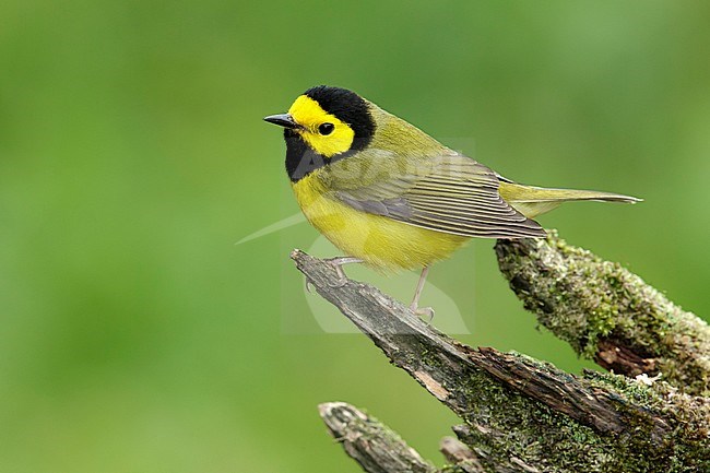 Adult male 
Galveston Co., TX
April 2014 stock-image by Agami/Brian E Small,