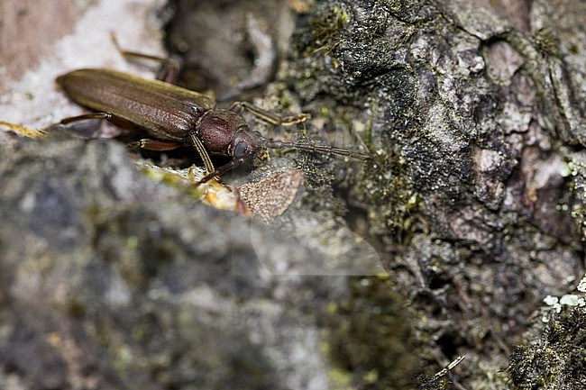 Arhopalus rusticus - Dunkelbrauner Halsgrubenbock, France (Landes), imago stock-image by Agami/Ralph Martin,