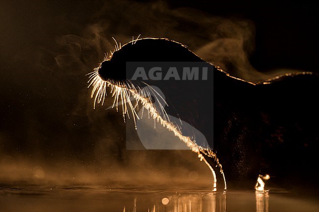 Europese Otter vissend in de nacht; Nightly fishing Otter (Lutra lutra) stock-image by Agami/Bence Mate,
