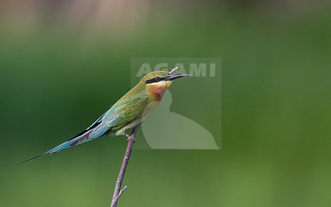 Blue-tailed Bee-eater (Merops philippinus) perched on stick at Petchaburi, Thailand stock-image by Agami/Helge Sorensen,