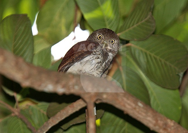 Chestnut-backed Owlet (Glaucidium castanonotum) perched in a tree at night stock-image by Agami/Andy & Gill Swash ,