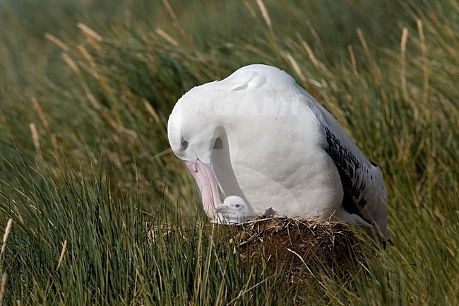 Snowy (Wandering) Albatross on its nest; Grote Albatros op zijn nest stock-image by Agami/Marc Guyt,