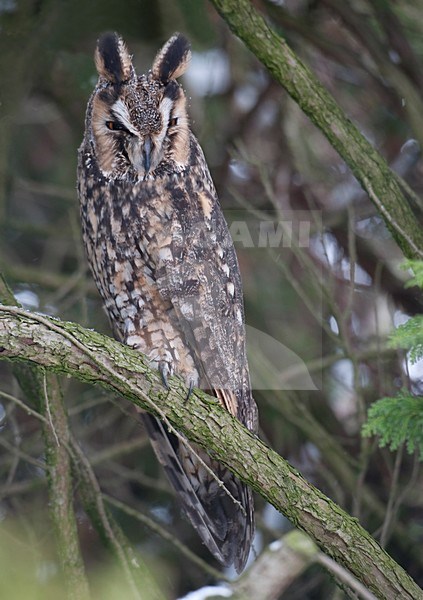 Ransuil zittend op tak; Long-eared Owl perched on branch stock-image by Agami/Han Bouwmeester,