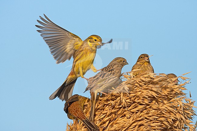 Geelgors, Yellowhammer, Emberiza citrinella stock-image by Agami/Jari Peltomäki,