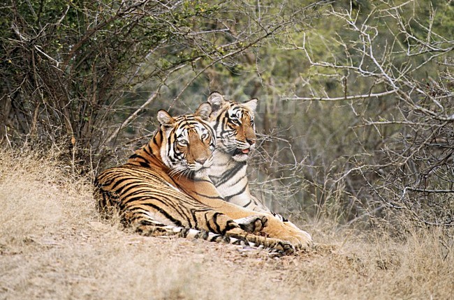 Bengaalse Tijger twee jongen spelend; Bengal Tiger two young playing stock-image by Agami/Roy de Haas,