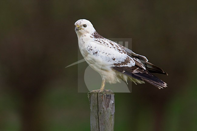 Blonde Buizerd ziet wat; Common Buzzard seing something; stock-image by Agami/Walter Soestbergen,
