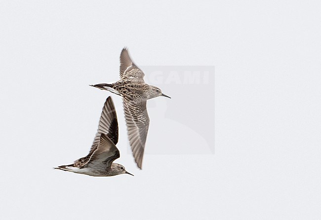 Long-toed Stint (Calidris subminuta) wintering in Thailand. stock-image by Agami/Brian Sullivan,