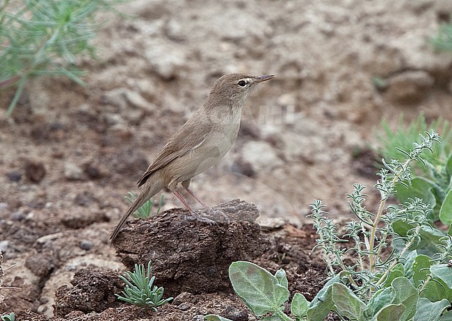 Sykes's Warbler, Iduna rama stock-image by Agami/Andy & Gill Swash ,