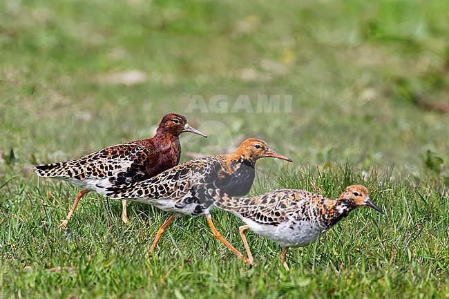 Three different plumages of Ruff (Calidris pugnax) are walking besides one another. The Ruff (Calidris pugnax) used to breed in The Netherlands but is unfortunately no longer doing so. stock-image by Agami/Jacob Garvelink,