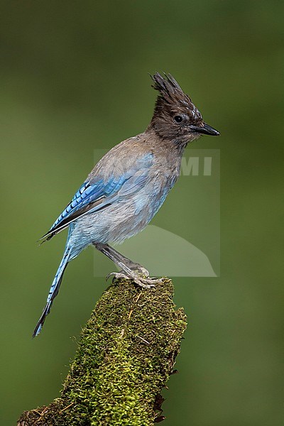 Adult Steller's Jay, Cyanocitta stelleri) perched on a branch in Klamath County, Oregon, United States during late summer. stock-image by Agami/Brian E Small,