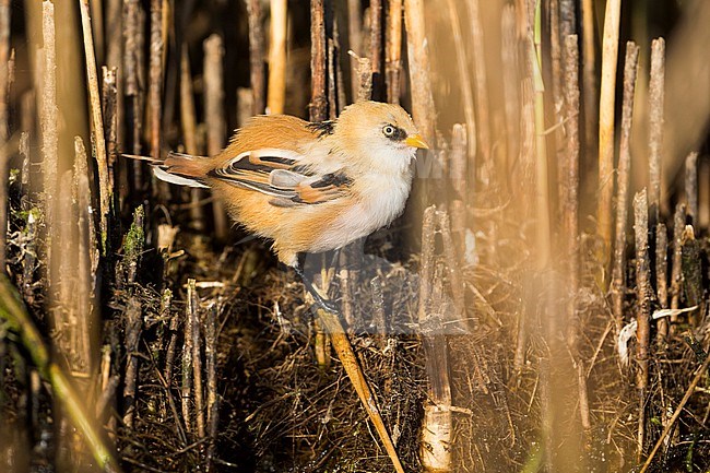 Bearded Reedling (Panurus biarmicus ssp. biarmicus), Germany, 1st cy male, moulting and perched in reed stock-image by Agami/Ralph Martin,