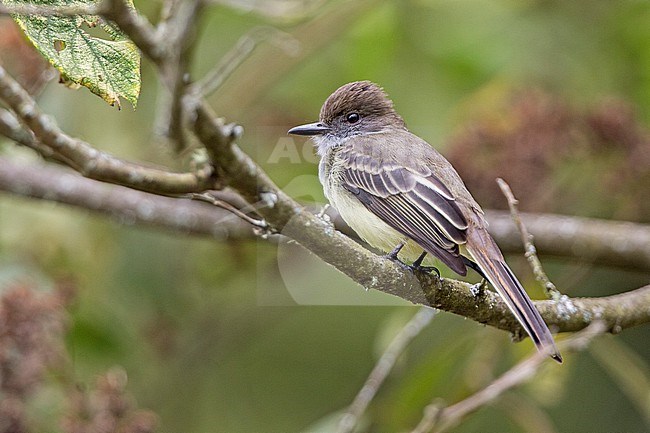 Pale-edged Flycatcher (Myiarchus cephalotes cephalotes) at La Romera, Itagui, Antioquia, Colombia. stock-image by Agami/Tom Friedel,