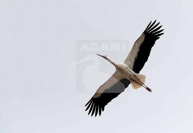 White Stork (Ciconia ciconia) in flight, Extremadura stock-image by Agami/Roy de Haas,