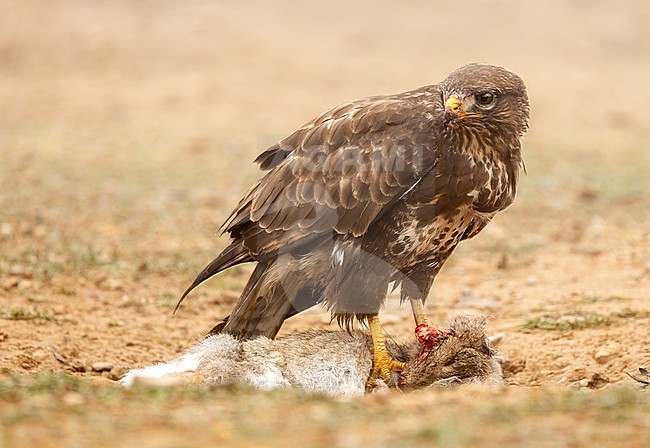 Common Buzzard (Buteo buteo) perched on a dead Rabbit in the Pyrenees stock-image by Agami/Roy de Haas,