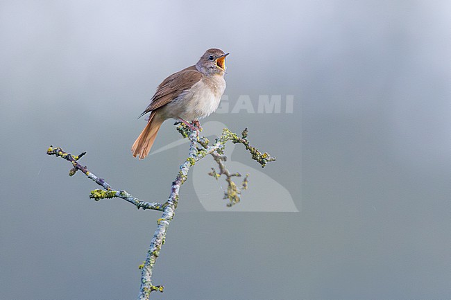  stock-image by Agami/Menno van Duijn,
