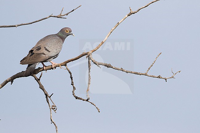 Yellow-eyed Pigeon, Columba eversmanni, Tajikistan, adult stock-image by Agami/Ralph Martin,