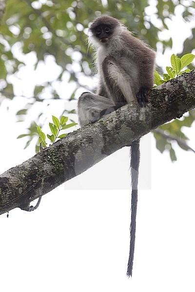 White-thighed Surili or Pale-tighed Langur (Presbytis siamensis) perched in a tree stock-image by Agami/James Eaton,