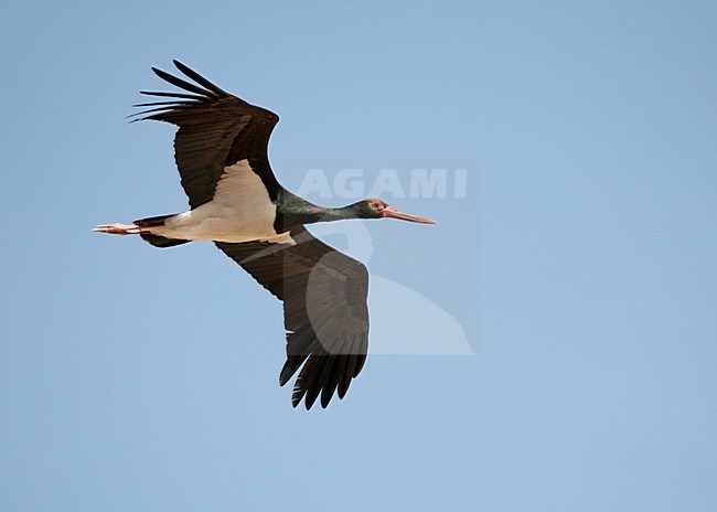 Volwassen Zwarte ooievaar in vlucht, Adult Black Stork in flight stock-image by Agami/Markus Varesvuo,
