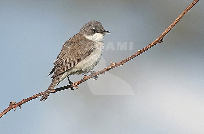 Lesser Whitethroat (Sylvia curruca), adult male sitting on a blackberry branch, seen from the side. stock-image by Agami/Fred Visscher,