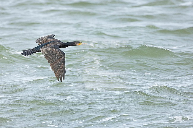  stock-image by Agami/Menno van Duijn,