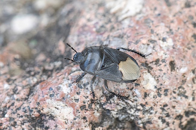 The striking Black burrowing bug stock-image by Agami/Arnold Meijer,