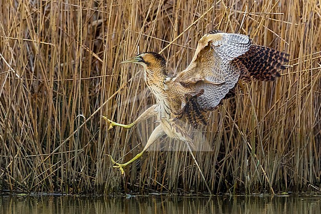 Eurasian Bittern, Botaurus stellaris, landing on the edge of a reed bed in Italy. stock-image by Agami/Daniele Occhiato,