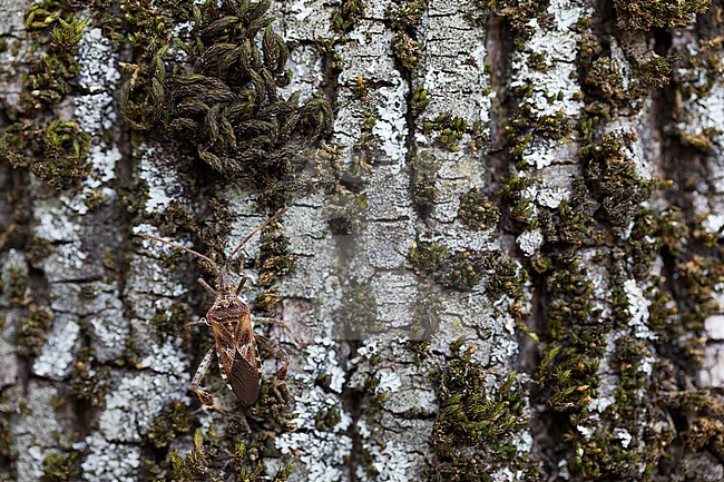Leptoglossus occidentalis - Western conifer seed bug - Amerikanische Kiefernwanze, Germany (Baden-Württemberg), imago stock-image by Agami/Ralph Martin,