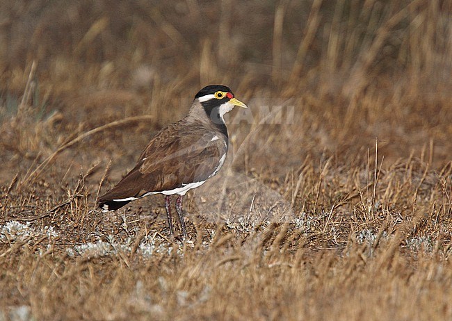 Banded Lapwing, Vanellus tricolor, standing at night. stock-image by Agami/Andy & Gill Swash ,