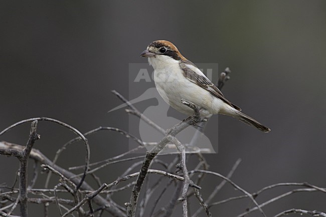 Woodchat Shrike female, Roodkopklauwier vrouwtje stock-image by Agami/Daniele Occhiato,