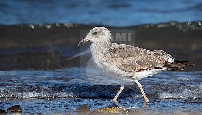 Yellow-footed Gull (Larus livens) immature perched near water stock-image by Agami/Ian Davies,