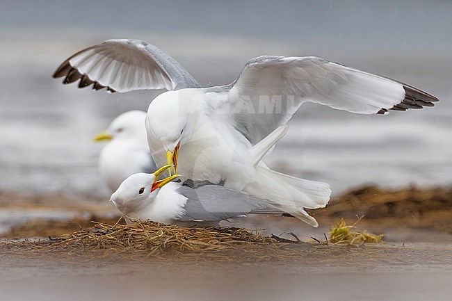 Black-legged Kittiwake, Rissa tridactyla, in Norway. Mating pair on their nest. stock-image by Agami/Daniele Occhiato,