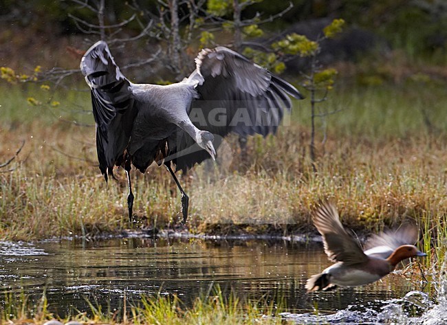 Common Crane chasing Eurasian Wigeon; Kraanvogel Smient wegjagend stock-image by Agami/Markus Varesvuo,