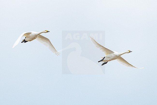  stock-image by Agami/Menno van Duijn,