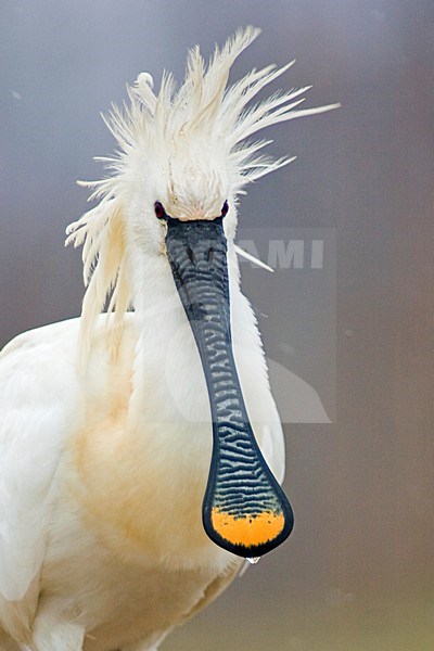 Lepelaar volwassen close-up; Eurasian Spoonbill adult close-up stock-image by Agami/Bence Mate,