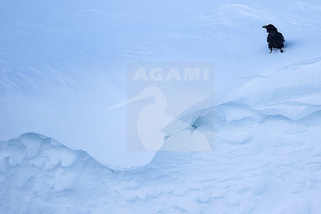 Common Raven - Kolkrabe - Corvus corax ssp. corax, Switzerland stock-image by Agami/Ralph Martin,